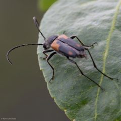 Anastrangalia laetifica by (c) Ken-ichi Ueda, some rights reserved (CC BY), uploaded by Ken-ichi Ueda. Used under a CC-BY license.