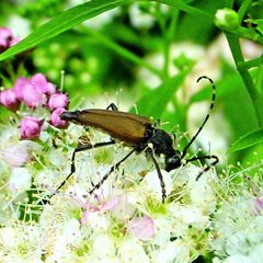 Brachyleptura by (c) Michael K. Oliver, some rights reserved (CC BY), uploaded by Michael K. Oliver. Used under a CC-BY license.