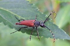 Brachyleptura by (c) Bill Keim, some rights reserved (CC BY). Used under a CC-BY license.