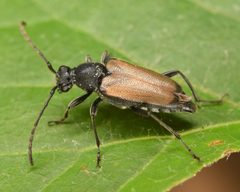 Brachyleptura by (c) skitterbug, some rights reserved (CC BY), uploaded by skitterbug. Used under a CC-BY license.