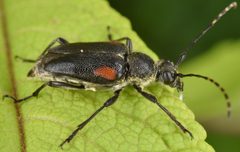 Brachyleptura vagans by (c) skitterbug, some rights reserved (CC BY), uploaded by skitterbug. Used under a CC-BY license.