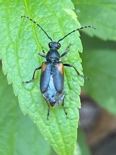 Brachyleptura vagans by no rights reserved. Used under a CC0 license.