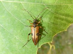 Etorofus deletus by (c) Kai Squires, some rights reserved (CC BY), uploaded by Kai Squires. Used under a CC-BY license.