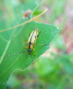 Etorofus subhamatus by (c) Eli Talhouk, some rights reserved (CC BY), uploaded by Eli Talhouk. Used under a CC-BY license.