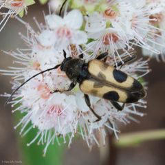 Judolia cordifera by (c) Ken-ichi Ueda, some rights reserved (CC BY), uploaded by Ken-ichi Ueda. Used under a CC-BY license.