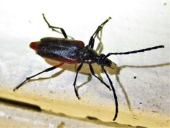 Pseudostrangalia cruentata by (c) Annika Lindqvist, some rights reserved (CC BY), uploaded by Annika Lindqvist. Used under a CC-BY license.