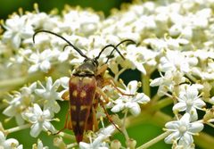 Typocerus velutinus by (c) Steve Kerr, some rights reserved (CC BY), uploaded by Steve Kerr. Used under a CC-BY license.