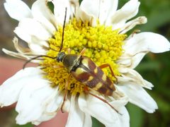 Typocerus velutinus by (c) Even Dankowicz, some rights reserved (CC BY), uploaded by Even Dankowicz. Used under a CC-BY license.