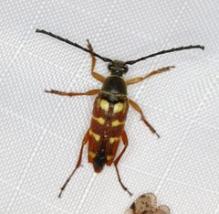 Typocerus velutinus by (c) Steven Whitebread, some rights reserved (CC BY), uploaded by Steven Whitebread. Used under a CC-BY license.