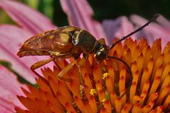 Typocerus velutinus by (c) jrcagle, some rights reserved (CC BY), uploaded by jrcagle. Used under a CC-BY license.