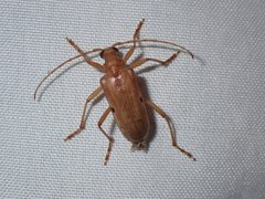 Centrodera dayi by (c) Lee Cain, some rights reserved (CC BY), uploaded by Lee Cain. Used under a CC-BY license.