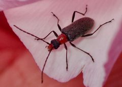 Cortodera falsa by (c) Cricket Raspet, some rights reserved (CC BY), uploaded by Cricket Raspet. Used under a CC-BY license.