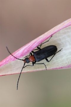 Cortodera falsa by (c) Zack Abbey, some rights reserved (CC BY), uploaded by Zack Abbey. Used under a CC-BY license.