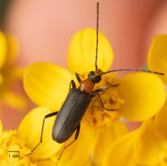 Cortodera falsa by no rights reserved, uploaded by Jesse Rorabaugh. Used under a CC0 license.