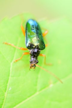 Gaurotes cyanipennis by (c) Bernie Paquette, some rights reserved (CC BY), uploaded by Bernie Paquette. Used under a CC-BY license.