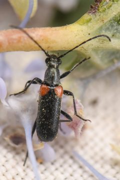 Grammoptera militaris by (c) Trevor Van Loon, some rights reserved (CC BY), uploaded by Trevor Van Loon. Used under a CC-BY license.