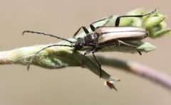 Stenocorus obtusus by (c) Andrew Meeds, some rights reserved (CC BY), uploaded by Andrew Meeds. Used under a CC-BY license.