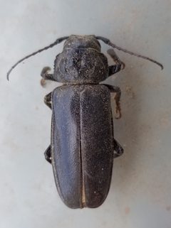 Archodontes melanopus aridus by (c) Bob Miller, some rights reserved (CC BY), uploaded by Bob Miller. Used under a CC-BY license.