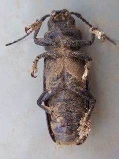Archodontes melanopus aridus by (c) Bob Miller, some rights reserved (CC BY), uploaded by Bob Miller. Used under a CC-BY license.