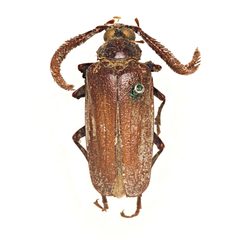 Prionus fissicornis by (c) Hopper Museum, some rights reserved (CC BY), uploaded by Hopper Museum. Used under a CC-BY license.