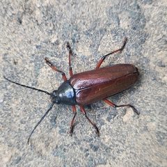 Sphenostethus taslei by (c) Jeff Wilson, some rights reserved (CC BY), uploaded by Jeff Wilson. Used under a CC-BY license.