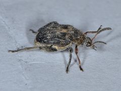 Bruchus by (c) Don Loarie, some rights reserved (CC BY). Used under a CC-BY license.
