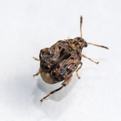 Acanthoscelidina by (c) Bill Keim, some rights reserved (CC BY). Used under a CC-BY license.