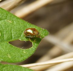 Metrionella bilimeki by (c) Wendy McCrady, some rights reserved (CC BY), uploaded by Wendy McCrady. Used under a CC-BY license.
