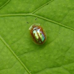 Metrionella bilimeki by (c) Wendy McCrady, some rights reserved (CC BY), uploaded by Wendy McCrady. Used under a CC-BY license.