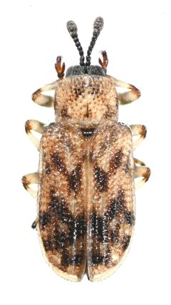 Brachycoryna hardyi by no rights reserved, uploaded by Mike Palmer. Used under a CC0 license.