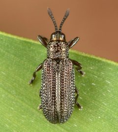 Glyphuroplata by (c) skitterbug, some rights reserved (CC BY), uploaded by skitterbug. Used under a CC-BY license.