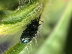 Microrhopala excavata cyanea by (c) Jared Shorma, some rights reserved (CC BY), uploaded by Jared Shorma. Used under a CC-BY license.