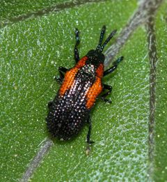 Microrhopala rubrolineata by (c) Andrew Meeds, some rights reserved (CC BY), uploaded by Andrew Meeds. Used under a CC-BY license.