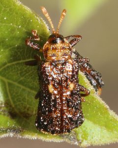 Octotoma marginicollis by (c) Lon Brehmer, some rights reserved (CC BY), uploaded by Lon Brehmer. Used under a CC-BY license.
