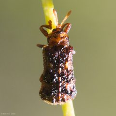 Octotoma marginicollis by (c) Ken-ichi Ueda, some rights reserved (CC BY), uploaded by Ken-ichi Ueda. Used under a CC-BY license.