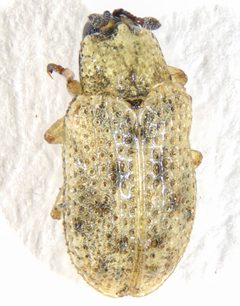 Stenopodius by (c) Andrew Meeds, some rights reserved (CC BY), uploaded by Andrew Meeds. Used under a CC-BY license.