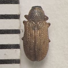 Stenopodius lateralis by (c) Bennett Grappone, some rights reserved (CC BY), uploaded by Bennett Grappone. Used under a CC-BY license.
