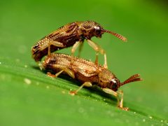 Sumitrosis rosea by (c) Katja Schulz, some rights reserved (CC BY). Used under a CC-BY license.