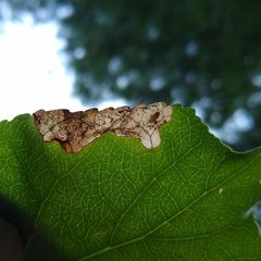 Sumitrosis rosea by (c) Mark Apgar, some rights reserved (CC BY), uploaded by Mark Apgar. Used under a CC-BY license.