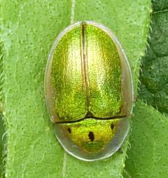 Physonota helianthi by (c) Conway Hawn, some rights reserved (CC BY), uploaded by Conway Hawn. Used under a CC-BY license.