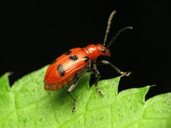 Criocerinae by (c) Katja Schulz, some rights reserved (CC BY). Used under a CC-BY license.