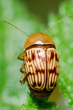 Cryptocephalus by (c) Justin Williams, some rights reserved (CC BY), uploaded by Justin Williams. Used under a CC-BY license.