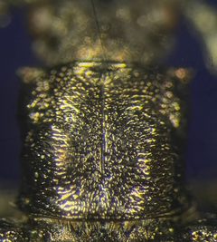 Donacia distincta by no rights reserved, uploaded by Ingolf Askevold. Used under a CC0 license.