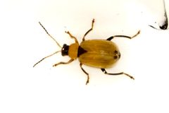 Cerotoma by (c) Louise Woodrich, some rights reserved (CC BY), uploaded by Louise Woodrich. Used under a CC-BY license.