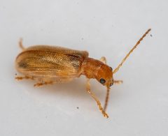 Synetinae by (c) Michael Warner, some rights reserved (CC BY), uploaded by Michael Warner. Used under a CC-BY license.