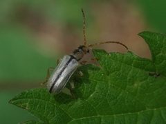 Synetinae by (c) Nolan Exe, some rights reserved (CC BY), uploaded by Nolan Exe. Used under a CC-BY license.
