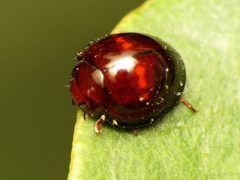 Chilocorus by (c) Katja Schulz, some rights reserved (CC BY). Used under a CC-BY license.