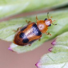 Coccidula by (c) Barry Walter, some rights reserved (CC BY), uploaded by Barry Walter. Used under a CC-BY license.