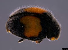Diomus by (c) Donald Hobern, some rights reserved (CC BY). Used under a CC-BY license.
