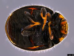 Diomus by (c) Donald Hobern, some rights reserved (CC BY). Used under a CC-BY license.